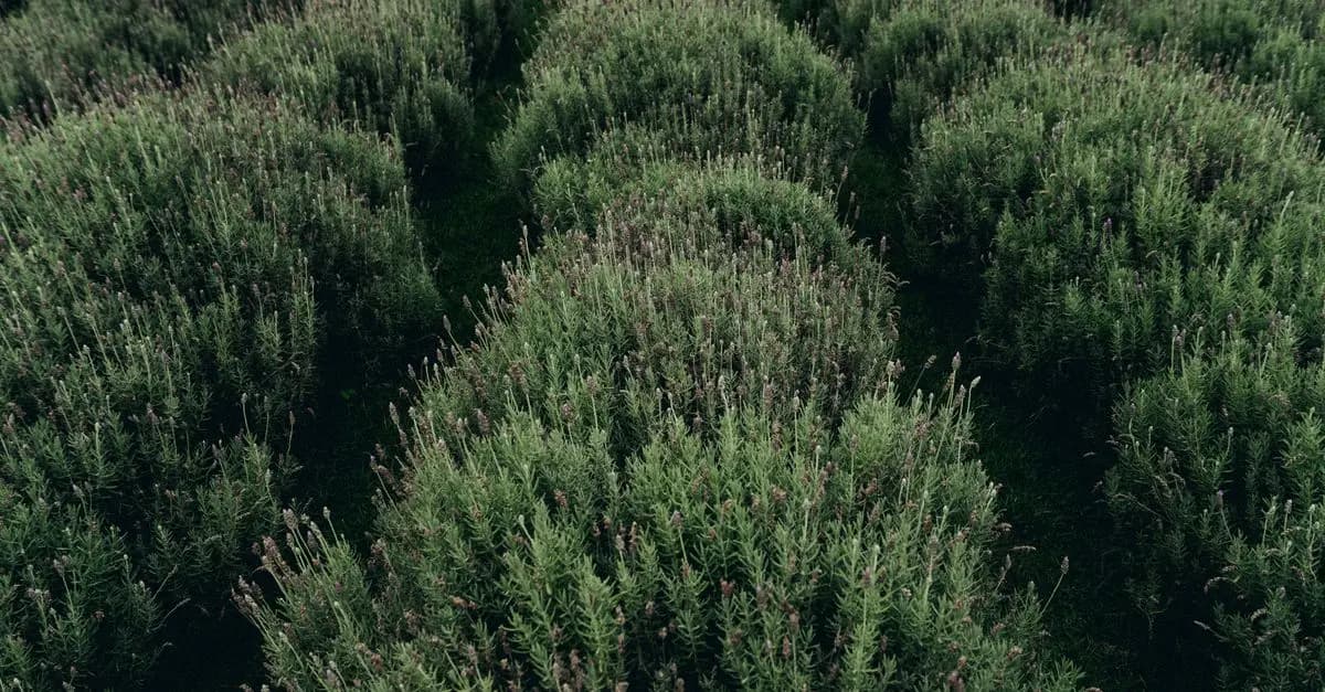 Come Coltivare Piante Aromatiche per il Tuo Giardino
