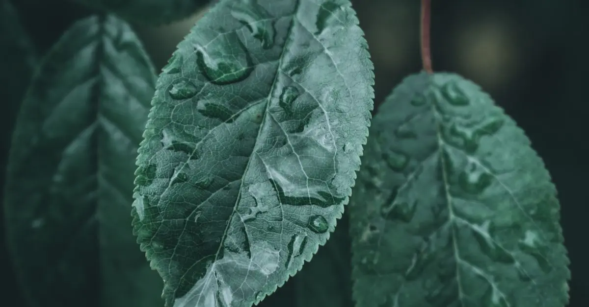 Come Creare un Giardino Sostenibile: Tecniche e Consigli