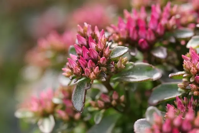 Guida alla Coltivazione di Piante Succulente nel Tuo Giardino