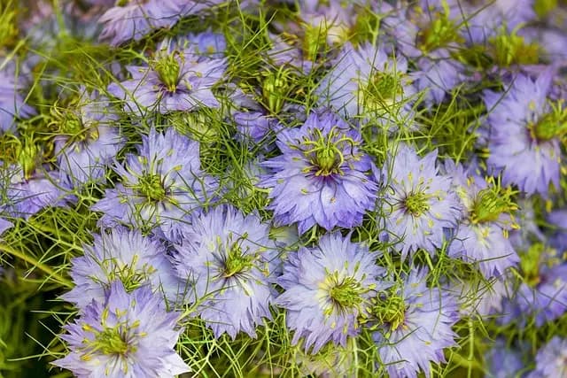 Come Coltivare Piante Resistenti per un Giardino Fiorito