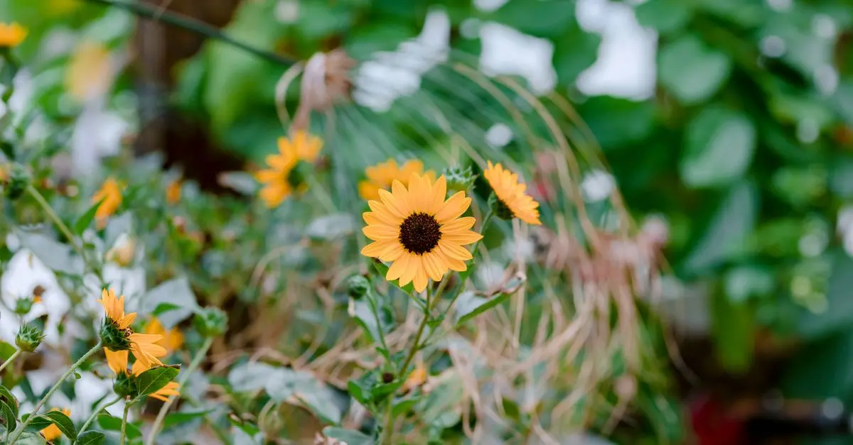 Come Coltivare Piante Adatte a Ogni Stagione nel Tuo Giardino