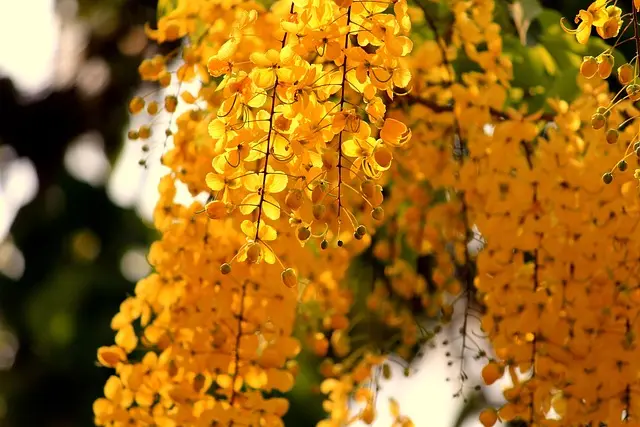 10 Piante Resilienti per un Giardino Sostenibile