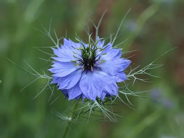Come Coltivare Piante da Giardino: Guida Completa per Principianti