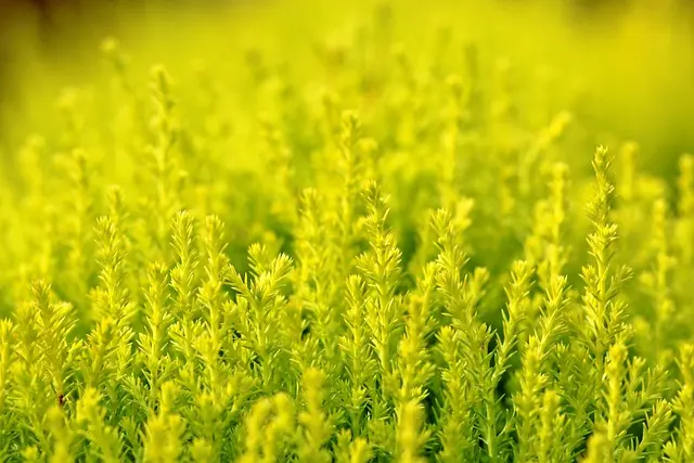 Come Creare un Giardino Sensoriale: Idee e Consigli