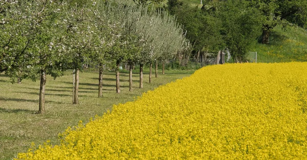 5 Consigli per Un Giardino a Bassa Manutenzione