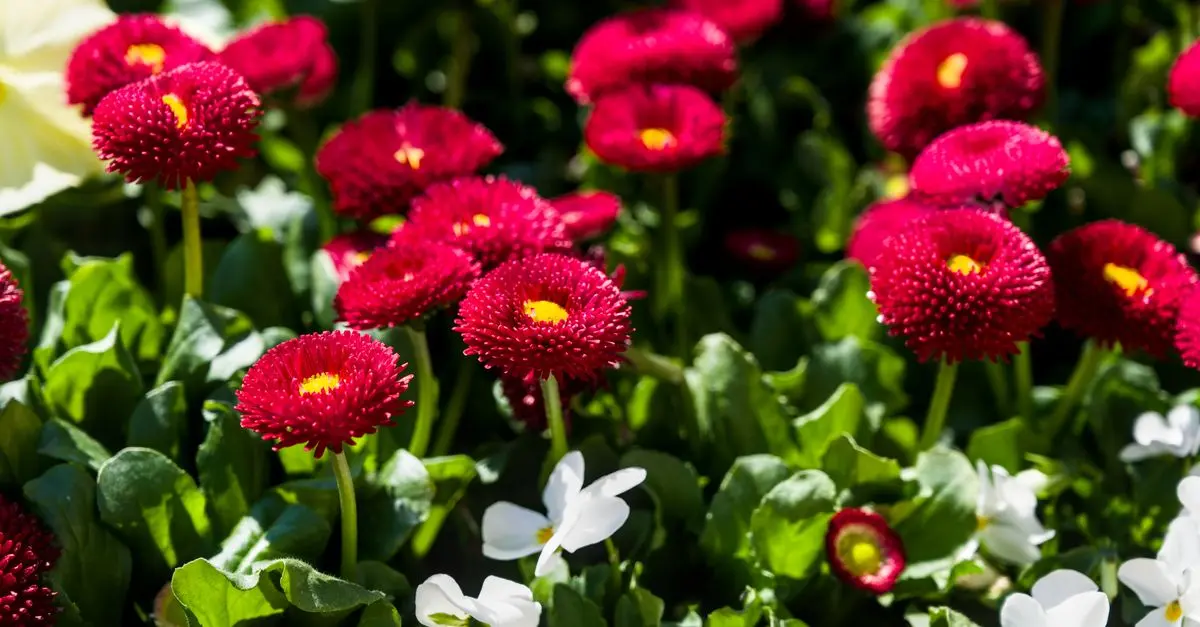 Come Scegliere le Piante per un Giardino Fiorito
