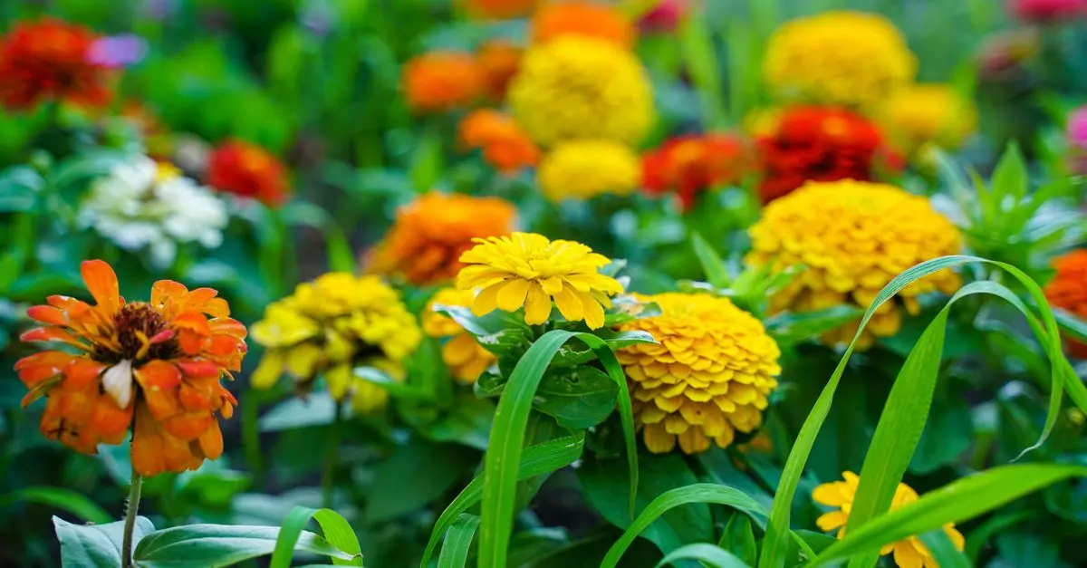 Come Coltivare Piante Adatte al Tuo Giardino: Guida Completa