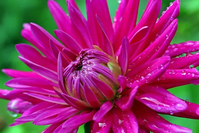 10 Piante Resilienti per il Tuo Giardino Sostenibile