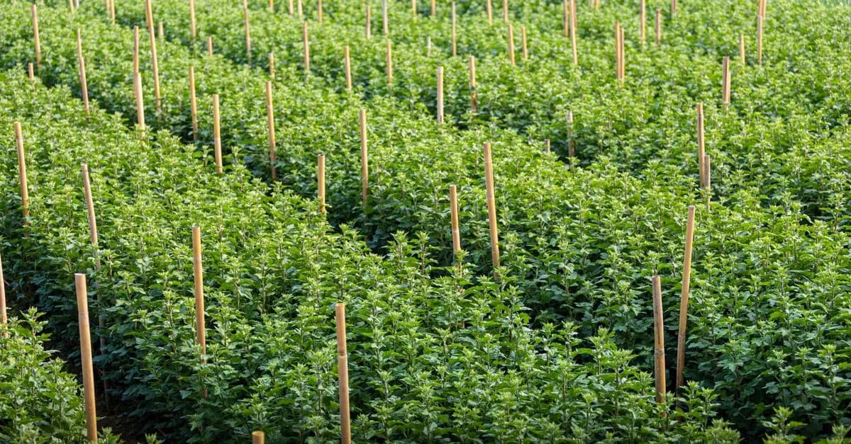 Come Coltivare Piante Resistenti al Caldo nel Tuo Giardino