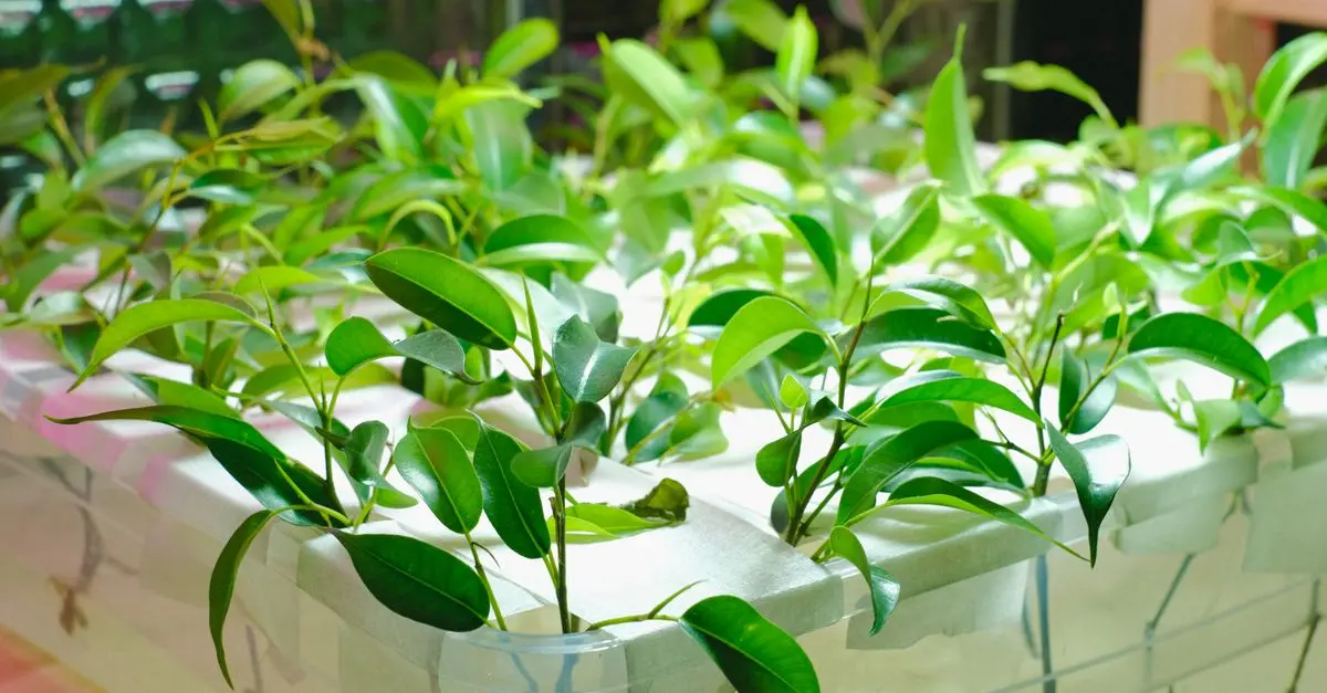 I Vantaggi del Giardinaggio Idroponico