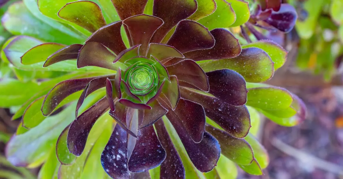 Come Coltivare Piante Grasse nel Tuo Giardino