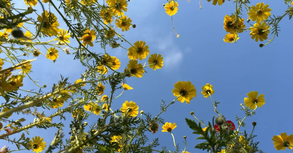 Come Scegliere le Piante Giuste per il Tuo Giardino