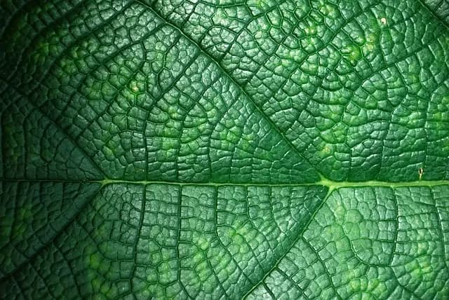 10 Piante Sostenibili da Coltivare nel Tuo Giardino