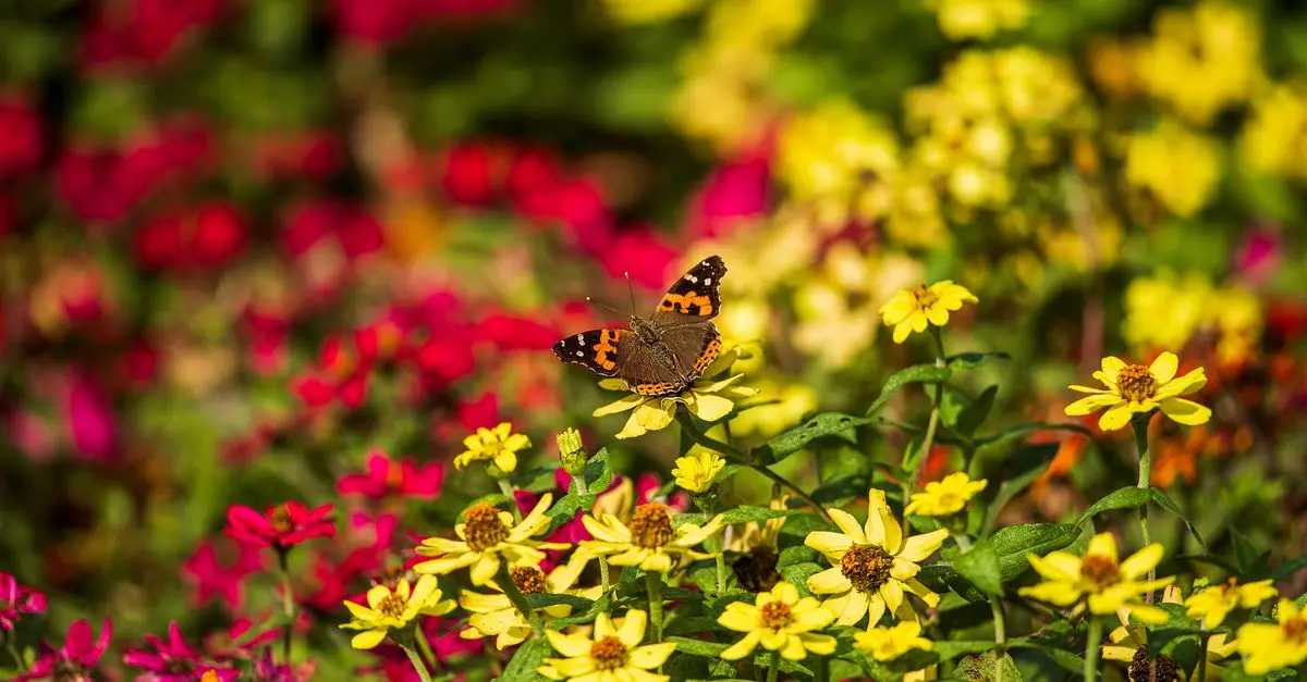 Come Coltivare Piante per Attirare Gli Impollinatori