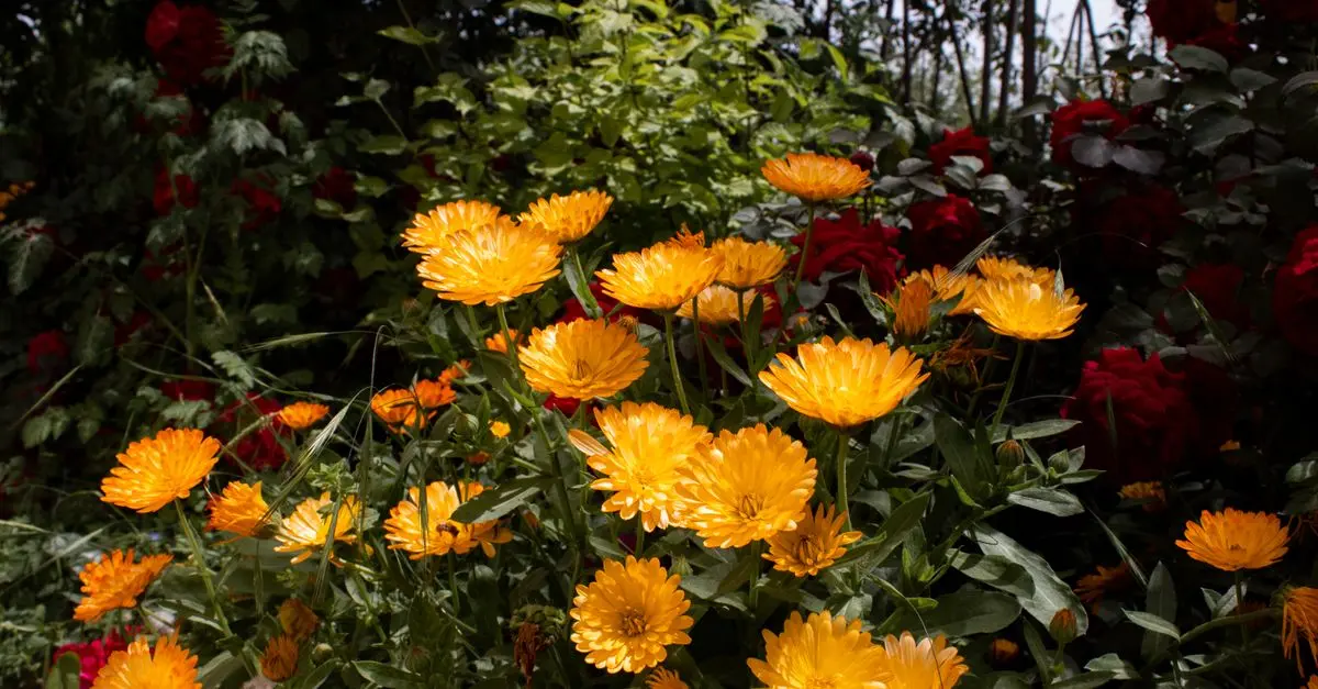 Come Coltivare Piante da Giardino: Guida Completa