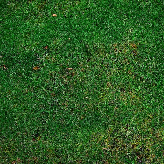 Come Coltivare Piante Sostenibili nel Tuo Giardino