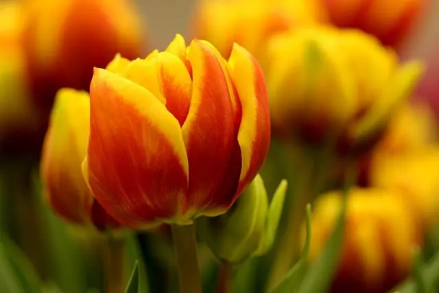 Guida Pratica per Coltivare Piante da Giardino Autunnali