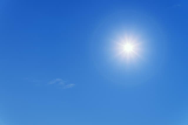 Come Coltivare Piante Resilienti per un Giardino Sostenibile