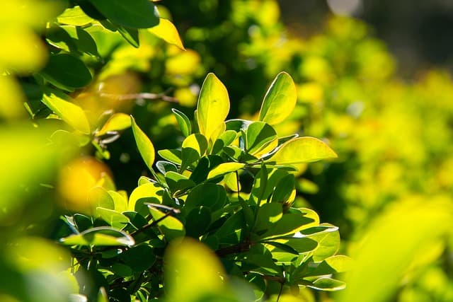 Come Scegliere le Piante da Giardino in Base al Clima