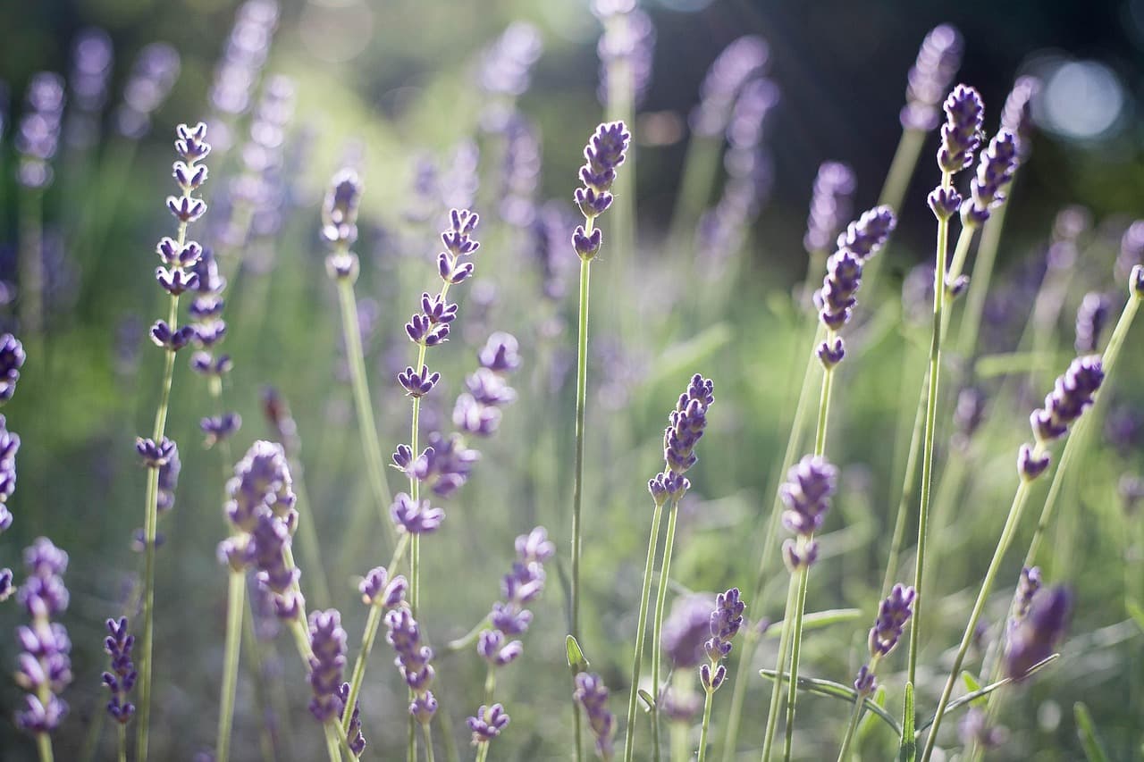 Come Creare un Giardino Aromatico Sostenibile