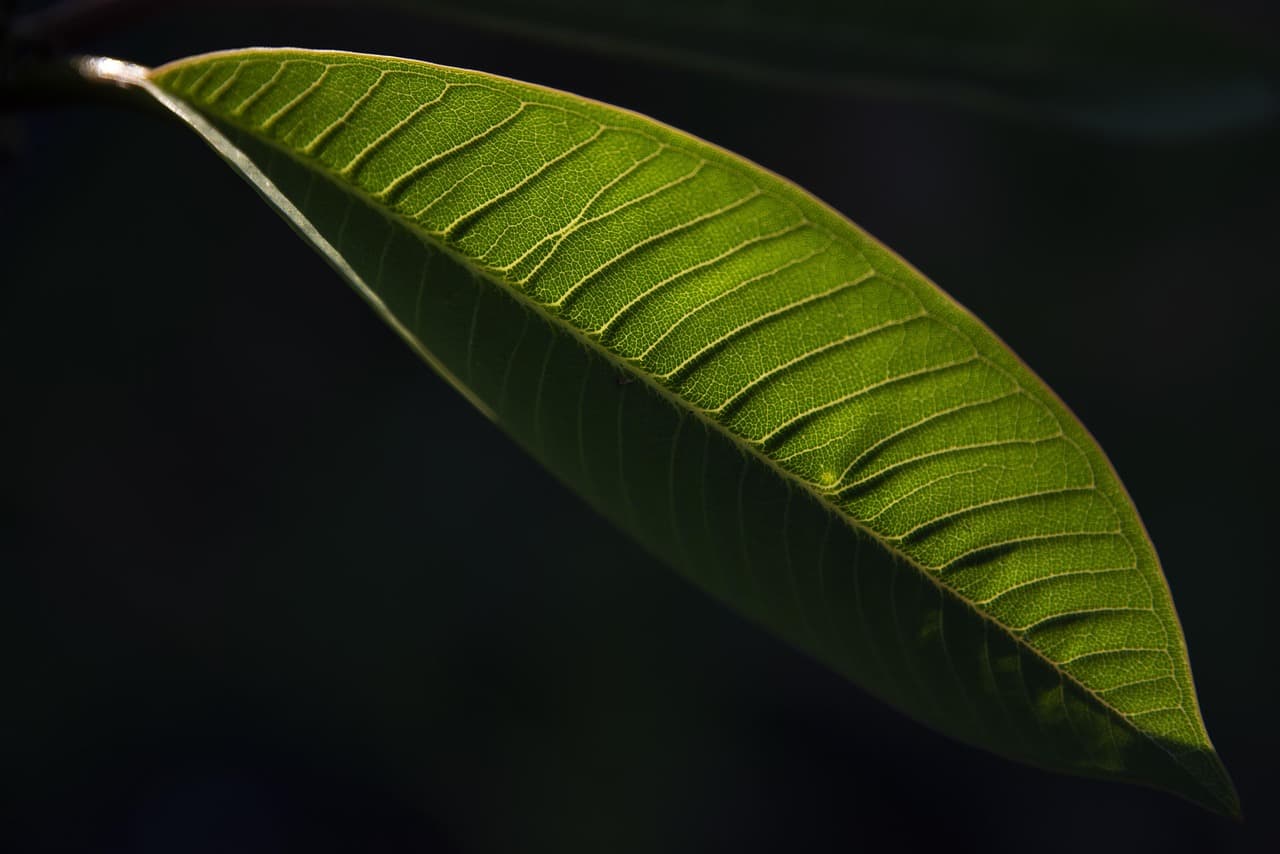 Come Creare un Giardino con Piante perenni: Guida Pratica