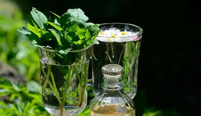 Come Coltivare Piante Officinali per il Tuo Giardino