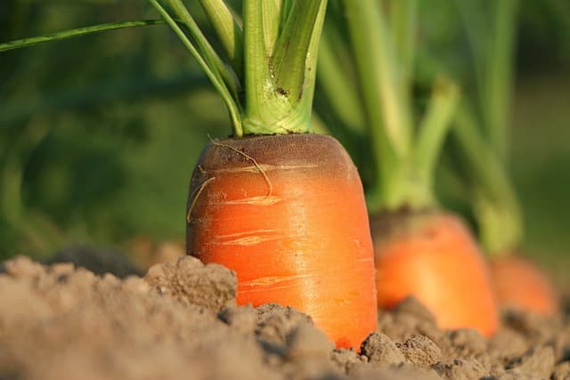 Come Coltivare Piante da Giardino in Modo Sostenibile: Guida Pratica