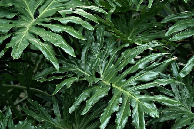 Come Coltivare Piante Officinali per il Tuo Giardino