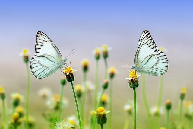 Come Coltivare Piante da Giardino per Ogni Stagione