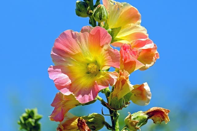 Come Creare un Giardino Senza Erbacce: Guida Pratica