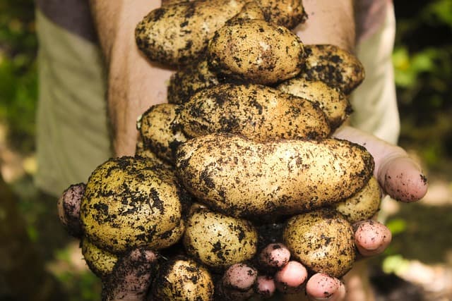 Come Creare un Giardino Sostenibile: Consigli e Tecniche