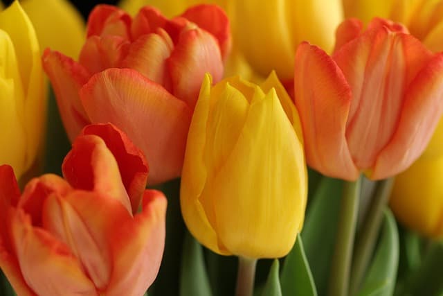Come Coltivare Piante da Giardino per Ogni Stagione