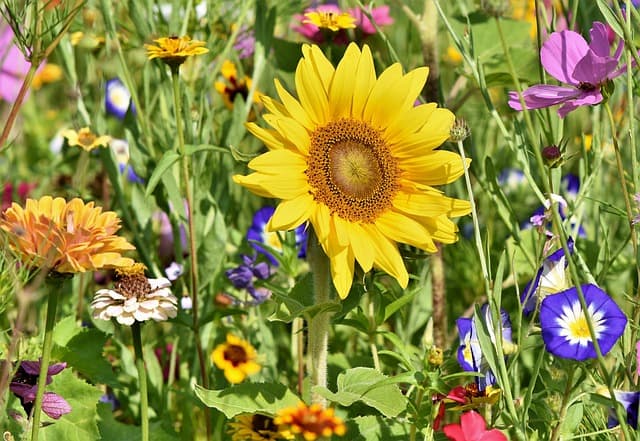 10 Consigli per Coltivare Piante da Giardino Sostenibili