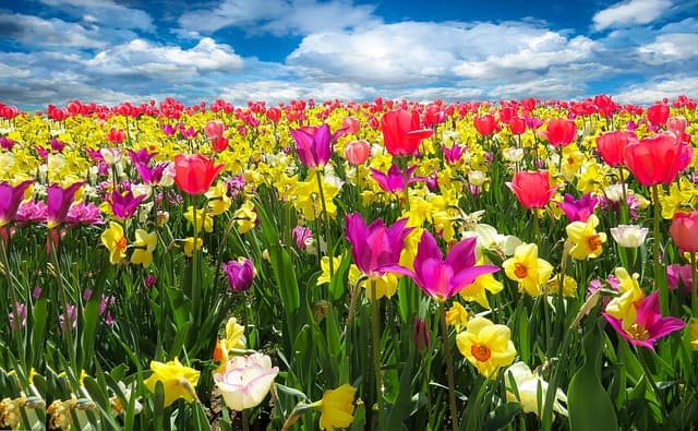 Come Coltivare Piante Annuali nel Tuo Giardino