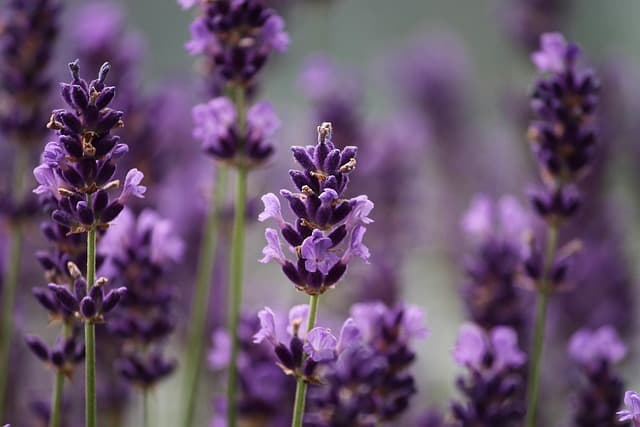 10 Erbe Aromatiche Facili da Coltivare in Giardino