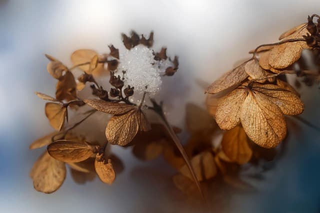Come Coltivare Piante da Giardino per Ogni Stagione