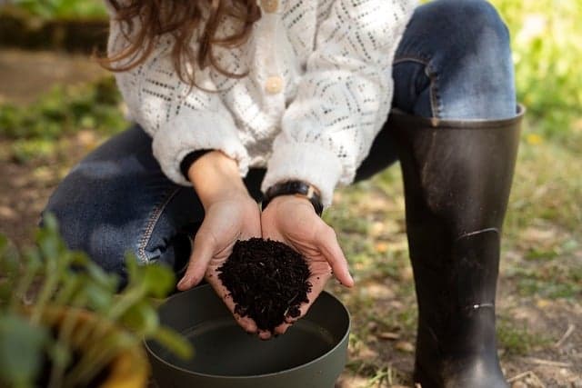 10 Consigli per Coltivare Piante Sostenibili in Giardino