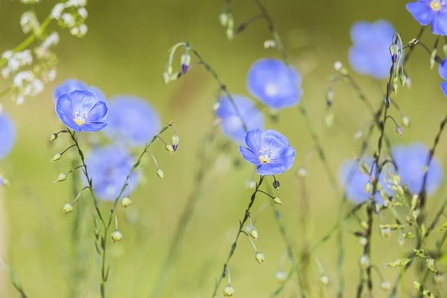Guida Completa per Coltivare Piante Aromatiche in Giardino