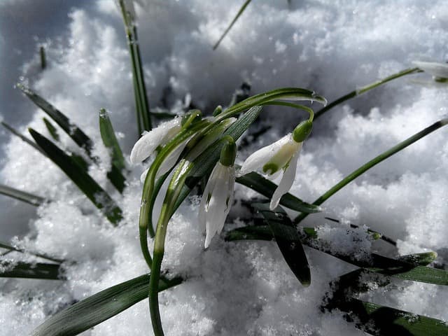 Come Coltivare Piante da Giardino Adatte alla Primavera