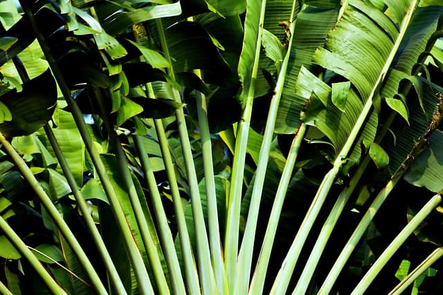 Come Realizzare un Giardino Sostenibile: Guida Pratica