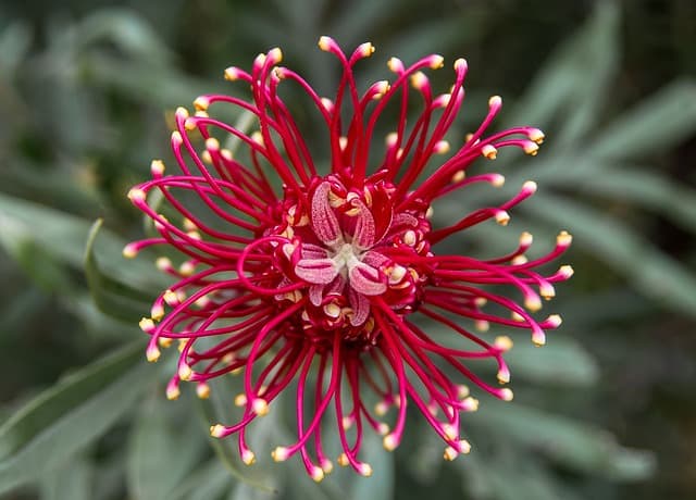 7 Consigli per Coltivare Piante da Giardino Sostenibili