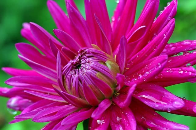 Come Scegliere le Piante Perfette per il Tuo Giardino