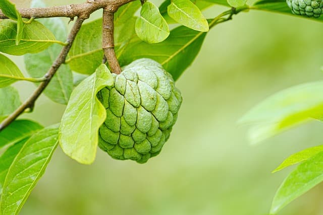 Come Scegliere le Piante da Giardino in Base al Clima