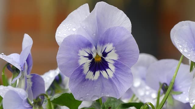 Come Creare un Giardino con Piante Resistenti al Calore