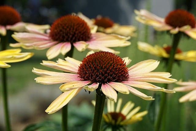 Coltivare Piante per il Giardino Sostenibile: 10 Consigli Utili