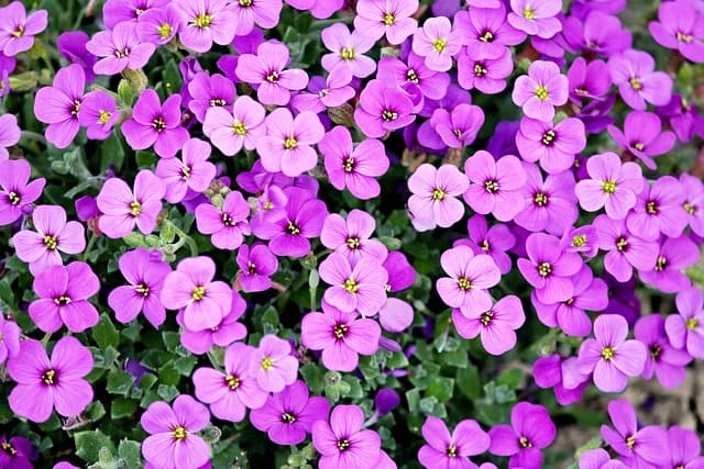 Come Coltivare Piante Perenni nel Tuo Giardino: Guida Pratica