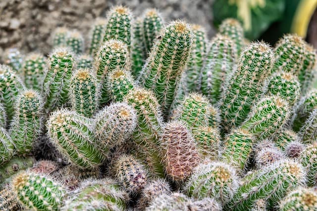 Guida Pratica per Coltivare Piante Resistenti alla Siccità