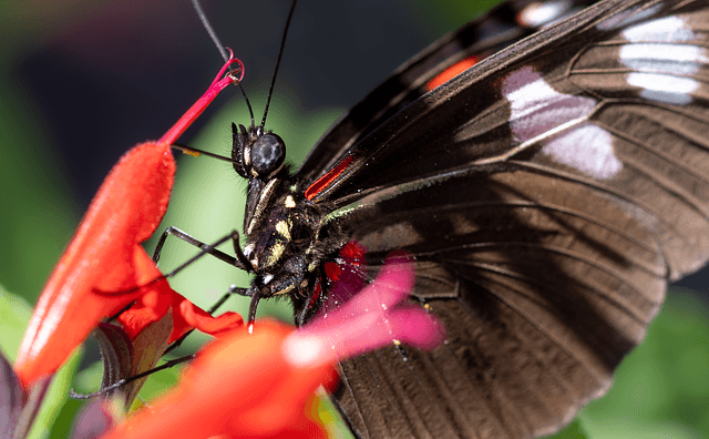 Le Migliori Piante da Giardino per Attrare Farfalle