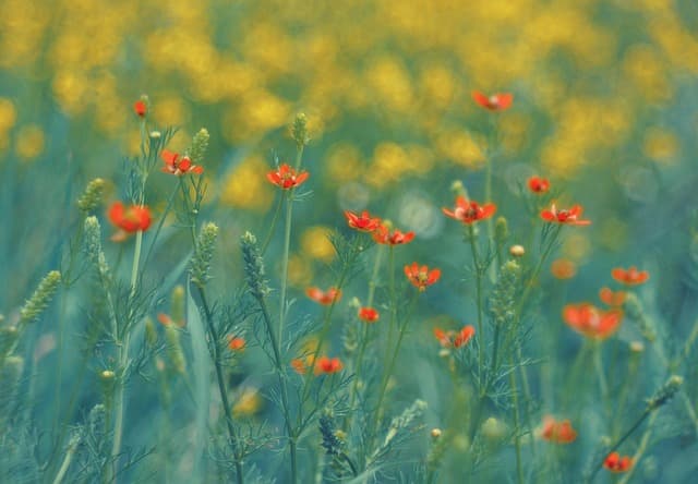 Come Migliorare la Salute del Suolo nel Tuo Giardino