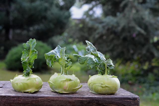 Come Scegliere le Piante Resilienti per il Tuo Giardino